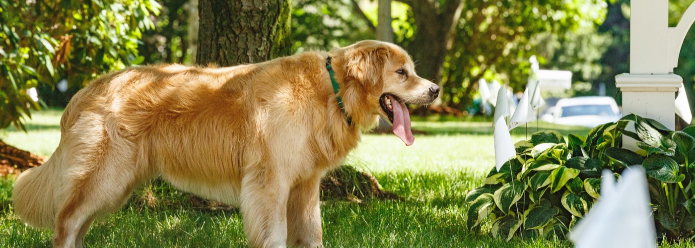 DogWatch of the Bay Area & Northern California, San Rafael, CA | Outdoor Hidden Dog Fences Slider Image