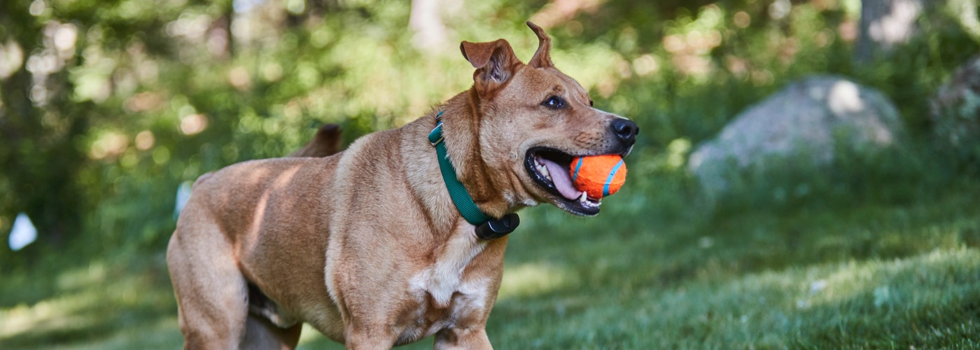 DogWatch of the Bay Area & Northern California, San Rafael, CA | ProFenceX Slider Image